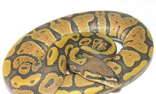 球莽科学喂养指南:饮食结构与营养需求全解析 球莽科学喂养指南:饮食结构与营养需求全解析