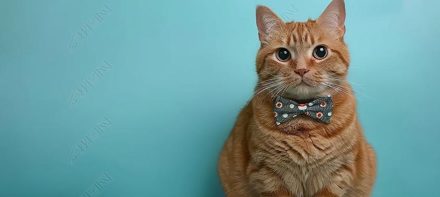 宠物猫乖巧行为解析与训练技巧,轻松培养贴心爱宠 宠物猫乖巧行为解析与训练技巧,轻松培养贴心爱宠