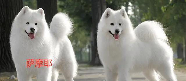 狗品种如何形成？揭秘基因、人类选择与环境的共同作用