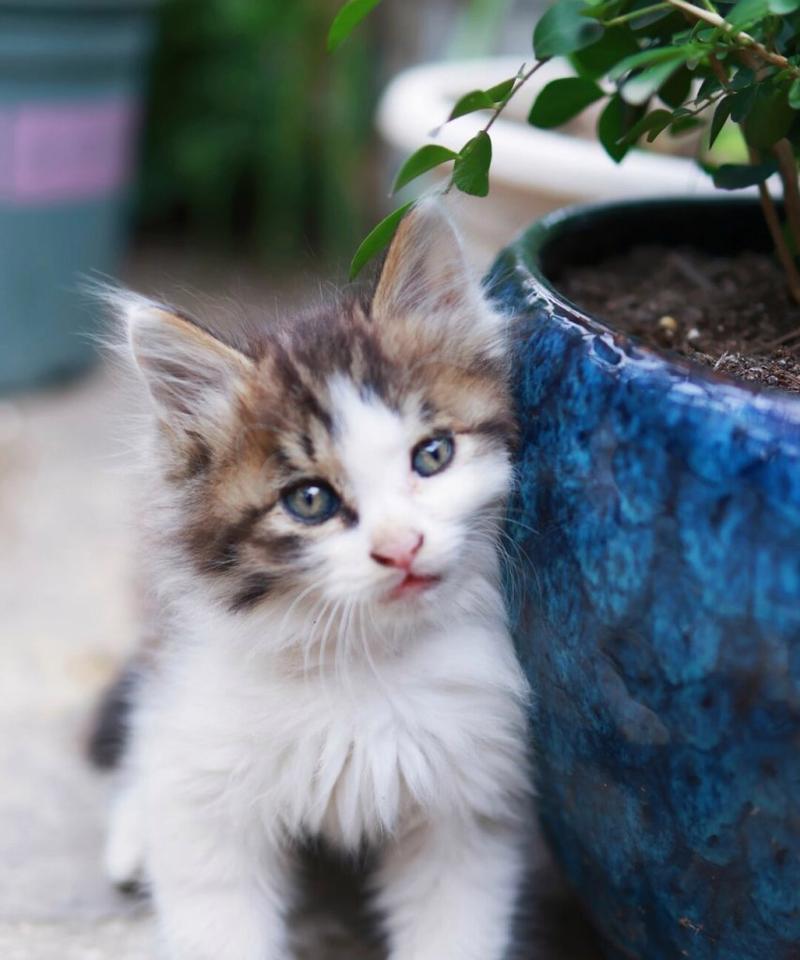 宠物猫乖巧行为解析与训练技巧,轻松培养贴心爱宠 宠物猫乖巧行为解析与训练技巧,轻松培养贴心爱宠