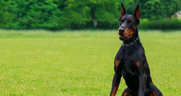 狗品种如何形成？揭秘基因、人类选择与环境的共同作用