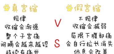 泰迪狗宫缩症状识别与科学治疗方法全指南