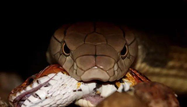 球莽科学喂养指南:饮食结构与营养需求全解析 球莽科学喂养指南:饮食结构与营养需求全解析