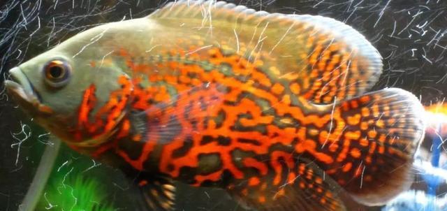 地图鱼外观特征与生活习性探秘,独特斑纹与栖息环境详解 地图鱼外观特征与生活习性探秘,独特斑纹与栖息环境详解