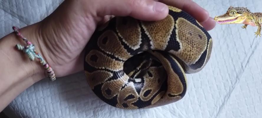 球莽科学喂养指南:饮食结构与营养需求全解析 球莽科学喂养指南:饮食结构与营养需求全解析