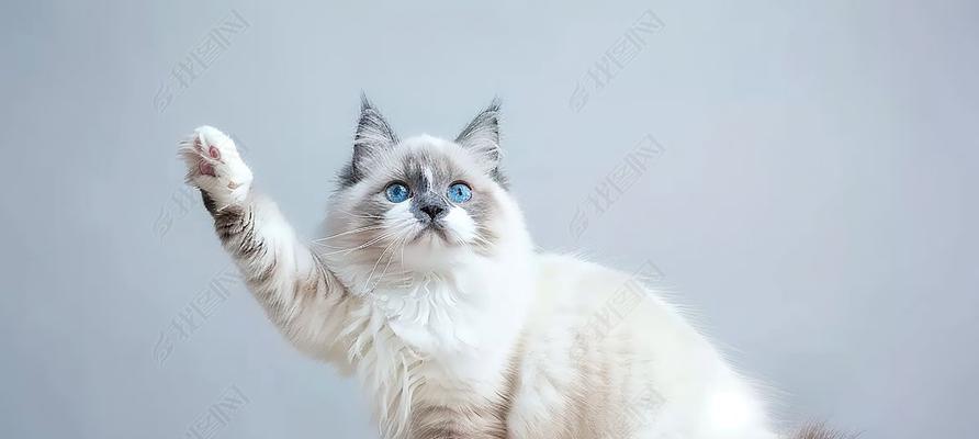 宠物猫乖巧行为解析与训练技巧,轻松培养贴心爱宠 宠物猫乖巧行为解析与训练技巧,轻松培养贴心爱宠