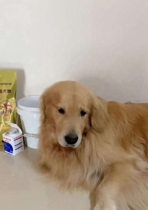 狗狗呆滞症全解析：识别症状、找准成因与有效治疗方法