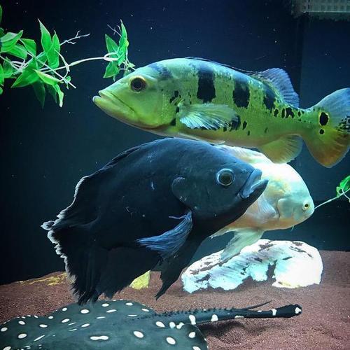 地图鱼外观特征与生活习性探秘,独特斑纹与栖息环境详解 地图鱼外观特征与生活习性探秘,独特斑纹与栖息环境详解