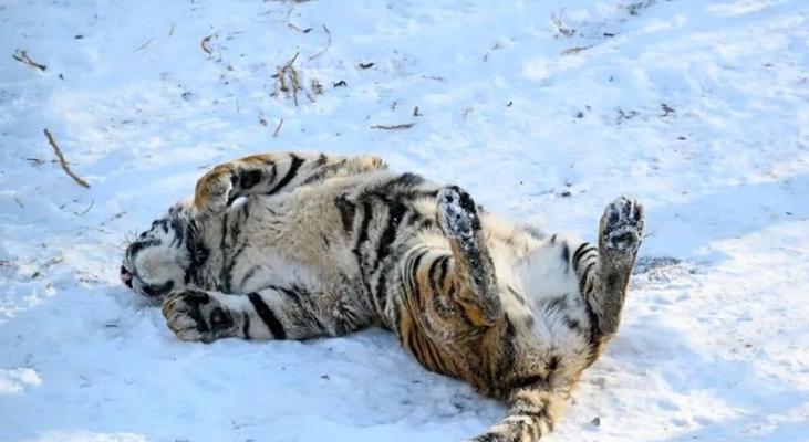 动物抗寒生存策略揭秘：北极熊、企鹅等如何应对严寒