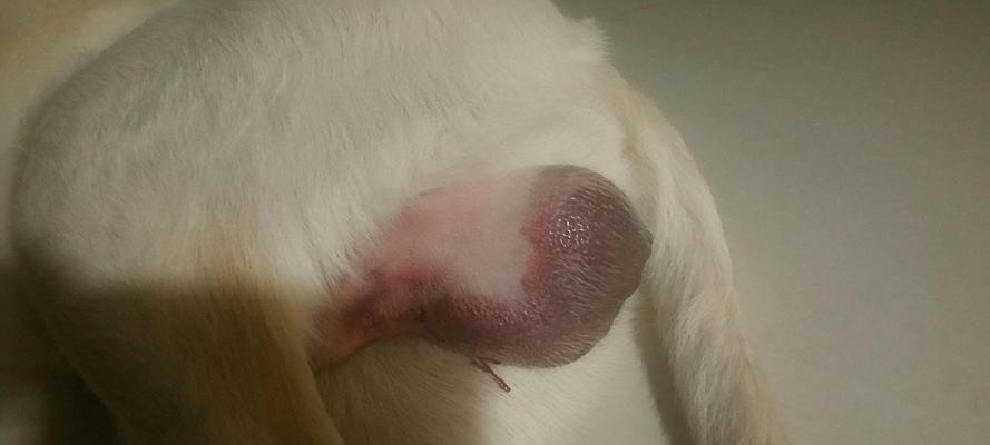 狗狗睾丸流脓的病因、症状与治疗方法全指南 狗狗睾丸流脓的病因、症状与治疗方法全指南