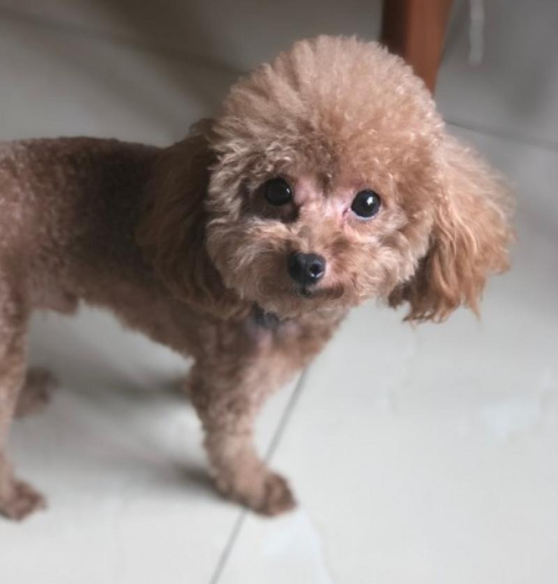 狗狗呆滞症全解析：识别症状、找准成因与有效治疗方法