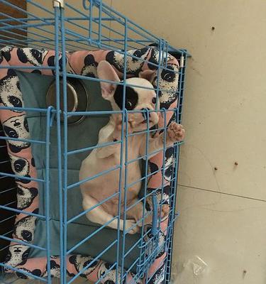 斗牛入门指南：安全准备与核心技巧全面解析