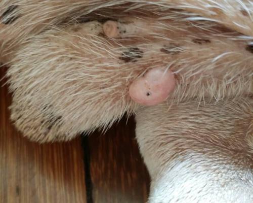 狗狗睾丸流脓的病因、症状与治疗方法全指南 狗狗睾丸流脓的病因、症状与治疗方法全指南
