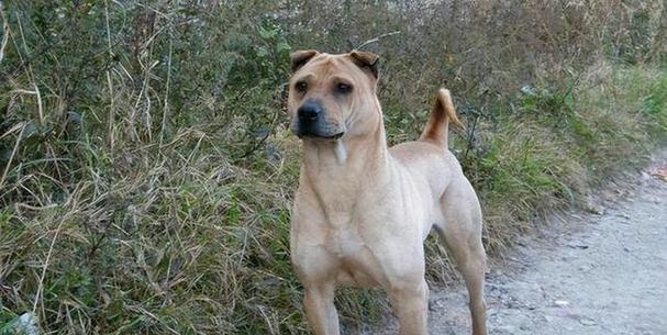 沙皮狗游戏指南:趣味玩法与安全注意事项 沙皮狗游戏指南:趣味玩法与安全注意事项