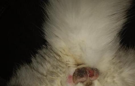 狗狗睾丸流脓的病因、症状与治疗方法全指南 狗狗睾丸流脓的病因、症状与治疗方法全指南