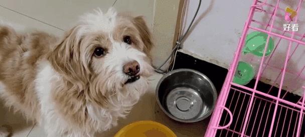 狗狗拒食狗粮怎么办?天然替代食物与自制饮食全指南 狗狗拒食狗粮怎么办?天然替代食物与自制饮食全指南