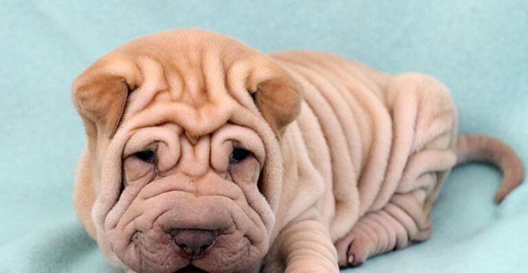 沙皮狗游戏指南:趣味玩法与安全注意事项 沙皮狗游戏指南:趣味玩法与安全注意事项