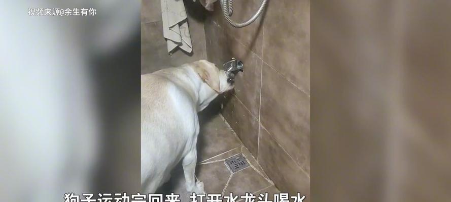 狗狗喝水过多的常见原因与应对方法,守护宠物健康 狗狗喝水过多的常见原因与应对方法,守护宠物健康