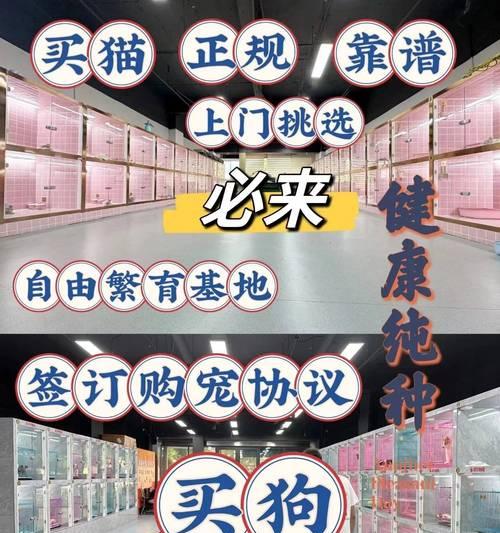 新手养狗完整指南:从环境到健康全面照顾幼犬成长 新手养狗完整指南:从环境到健康全面照顾幼犬成长