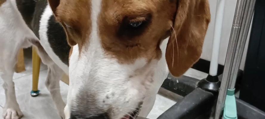 狗狗喝水过多的常见原因与应对方法,守护宠物健康 狗狗喝水过多的常见原因与应对方法,守护宠物健康