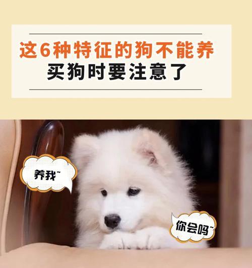 新手养狗完整指南:从环境到健康全面照顾幼犬成长 新手养狗完整指南:从环境到健康全面照顾幼犬成长