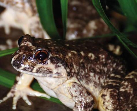 动物抗寒生存策略揭秘：北极熊、企鹅等如何应对严寒