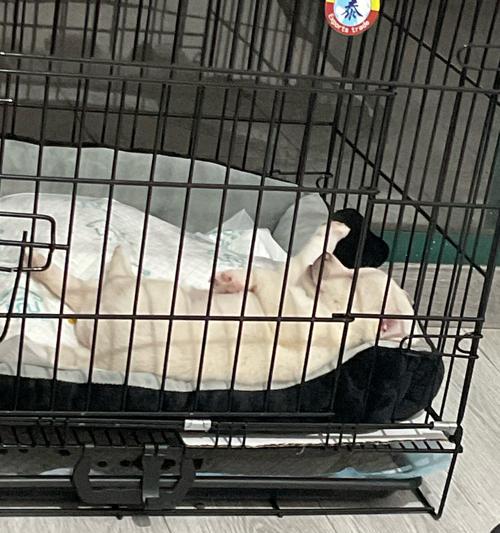 新手养狗完整指南:从环境到健康全面照顾幼犬成长 新手养狗完整指南:从环境到健康全面照顾幼犬成长