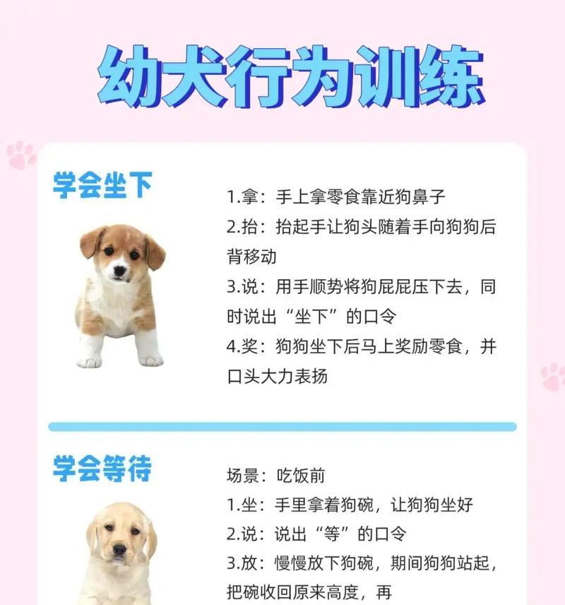科学训练小狗的方法与时机指南,培养听话友善的宠物伙伴 科学训练小狗的方法与时机指南,培养听话友善的宠物伙伴
