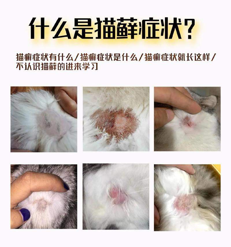 猫咪皮藓特征识别与预防治疗方法全解析,守护爱宠皮肤健康 猫咪皮藓特征识别与预防治疗方法全解析,守护爱宠皮肤健康
