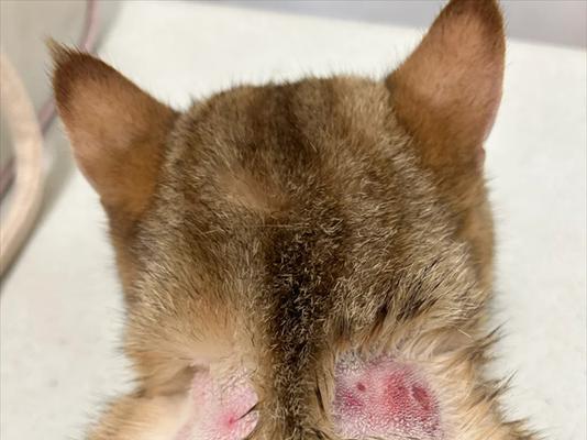 猫咪皮藓特征识别与预防治疗方法全解析,守护爱宠皮肤健康 猫咪皮藓特征识别与预防治疗方法全解析,守护爱宠皮肤健康