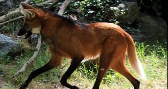 幼犬频繁露出来行为原因全解析，帮助主人理解与应对