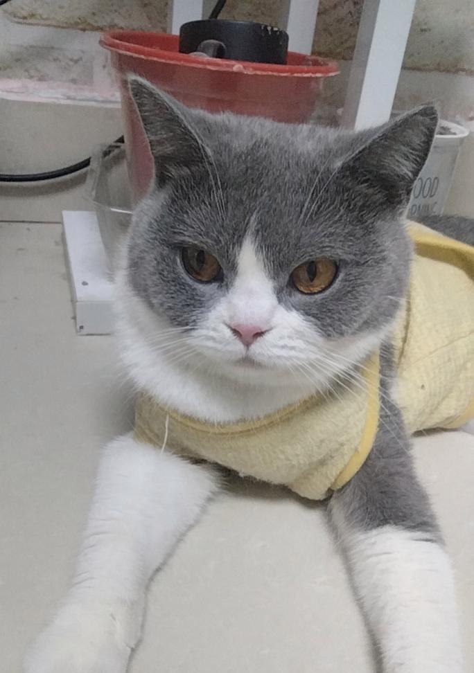 猫咪毛发亮丽秘诀：关键营养与饮食搭配全指南