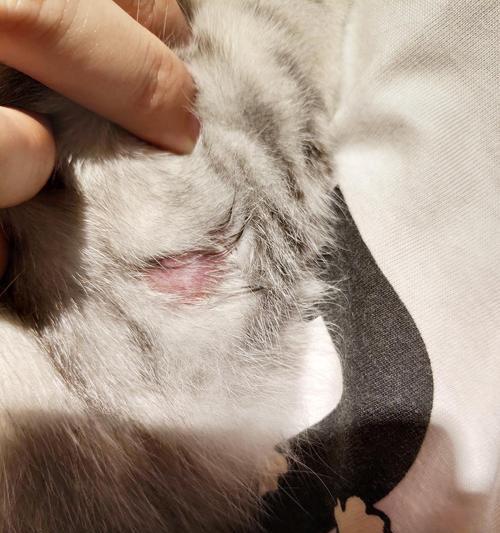 猫咪皮藓特征识别与预防治疗方法全解析,守护爱宠皮肤健康 猫咪皮藓特征识别与预防治疗方法全解析,守护爱宠皮肤健康