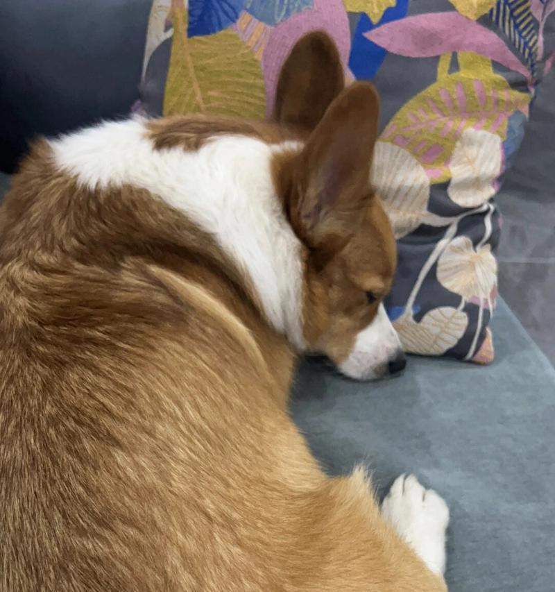 狗狗为何爱四脚朝天？15个科学原因揭秘背后的放松与信任