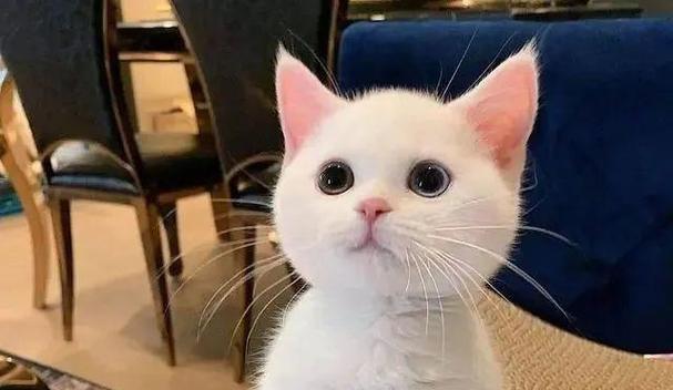 猫咪毛发亮丽秘诀：关键营养与饮食搭配全指南