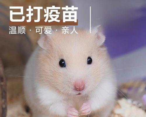 仓鼠咬人原因分析及预防方法,建立和谐宠物关系指南 仓鼠咬人原因分析及预防方法,建立和谐宠物关系指南