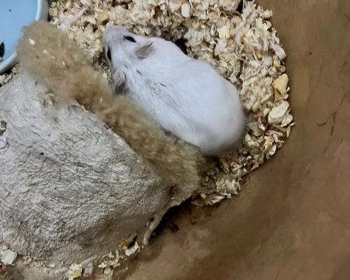 仓鼠咬人原因分析及预防方法,建立和谐宠物关系指南 仓鼠咬人原因分析及预防方法,建立和谐宠物关系指南