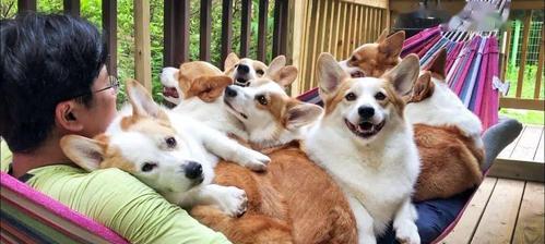 幼犬频繁露出来行为原因全解析，帮助主人理解与应对