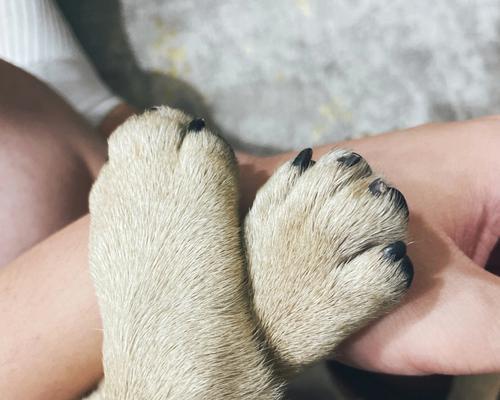 狗爪过长的危害与预防方法解析，守护爱犬足部健康