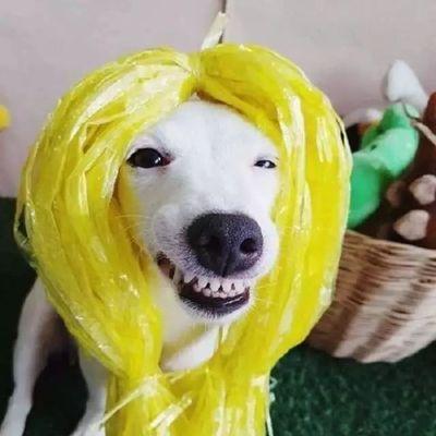 幼犬频繁露出来行为原因全解析，帮助主人理解与应对