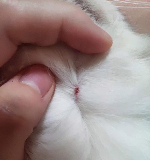 小猫咪的奥秘：揭秘它们的独特习性、互动方式与饲养要点