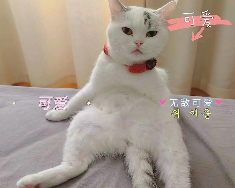 小猫咪的奥秘：揭秘它们的独特习性、互动方式与饲养要点