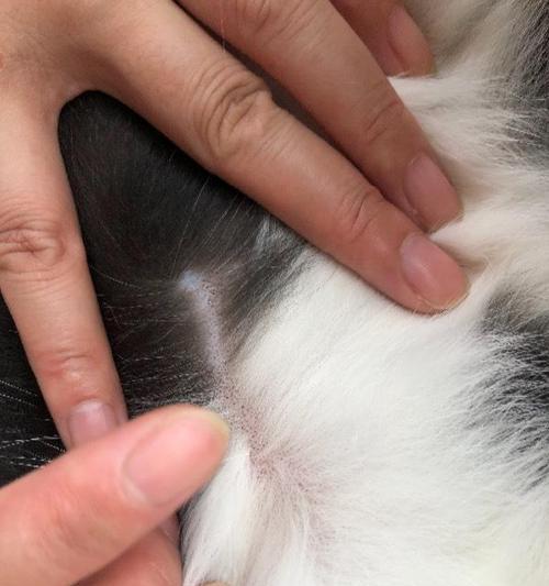 小猫咪的奥秘：揭秘它们的独特习性、互动方式与饲养要点