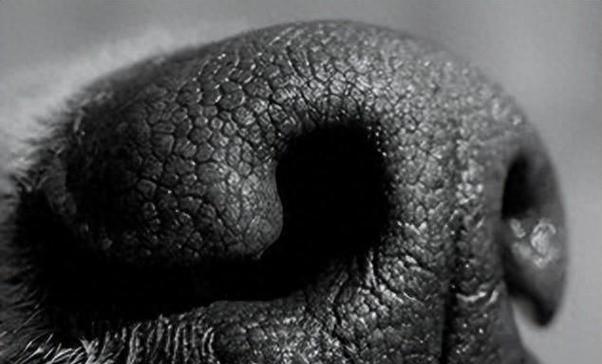 狗狗鼻子为何湿润？揭秘湿润作用与健康关联