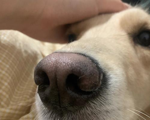 狗狗鼻子为何湿润？揭秘湿润作用与健康关联