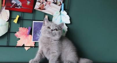 英短猫绝育的15个关键益处：守护健康与预防疾病