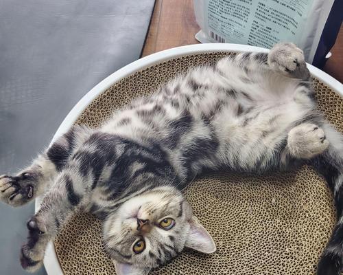 英短猫绝育的15个关键益处：守护健康与预防疾病