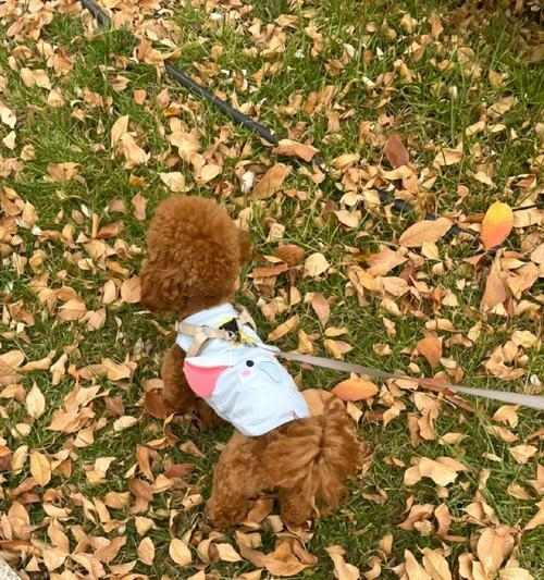 狗狗鼻子为何湿润？揭秘湿润作用与健康关联