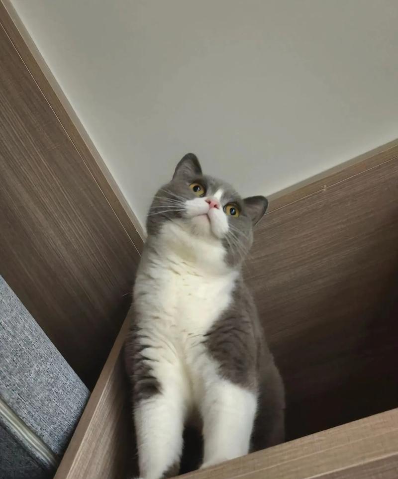 英短猫绝育的15个关键益处：守护健康与预防疾病