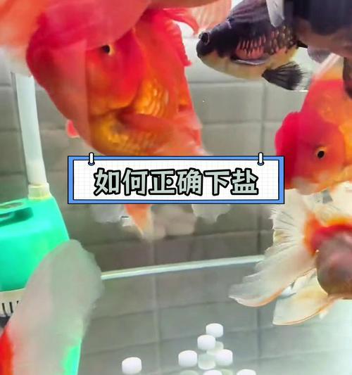 鱼缸加盐使用指南:盐种选择与安全操作方法详解 鱼缸加盐使用指南:盐种选择与安全操作方法详解